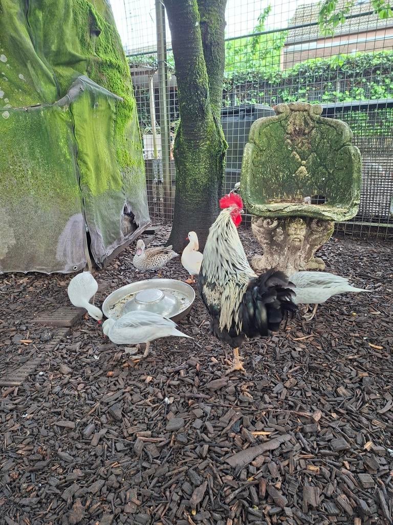 Hanen, Dieren en Toebehoren, Mannelijk, Kip