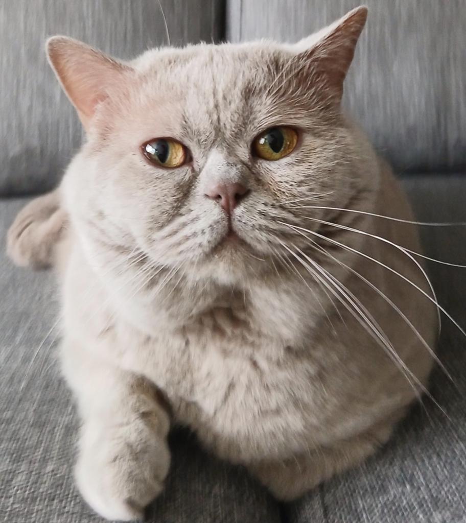 Lilac britse korthaar dekkater met stamboom voor dekking, Dieren en Toebehoren, Katten en Kittens | Dekkaters