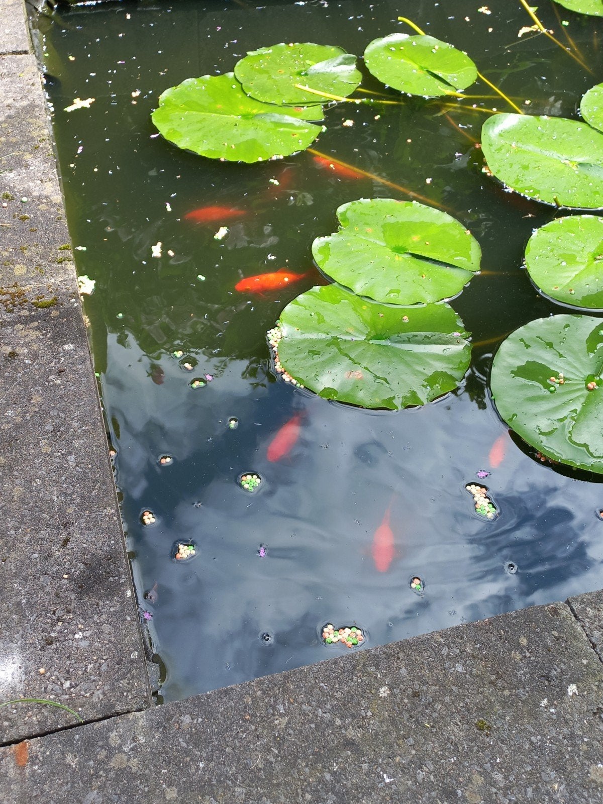 Vijver, Dieren en Toebehoren, Vissen | Vijvervissen, Goudvis(sen)
