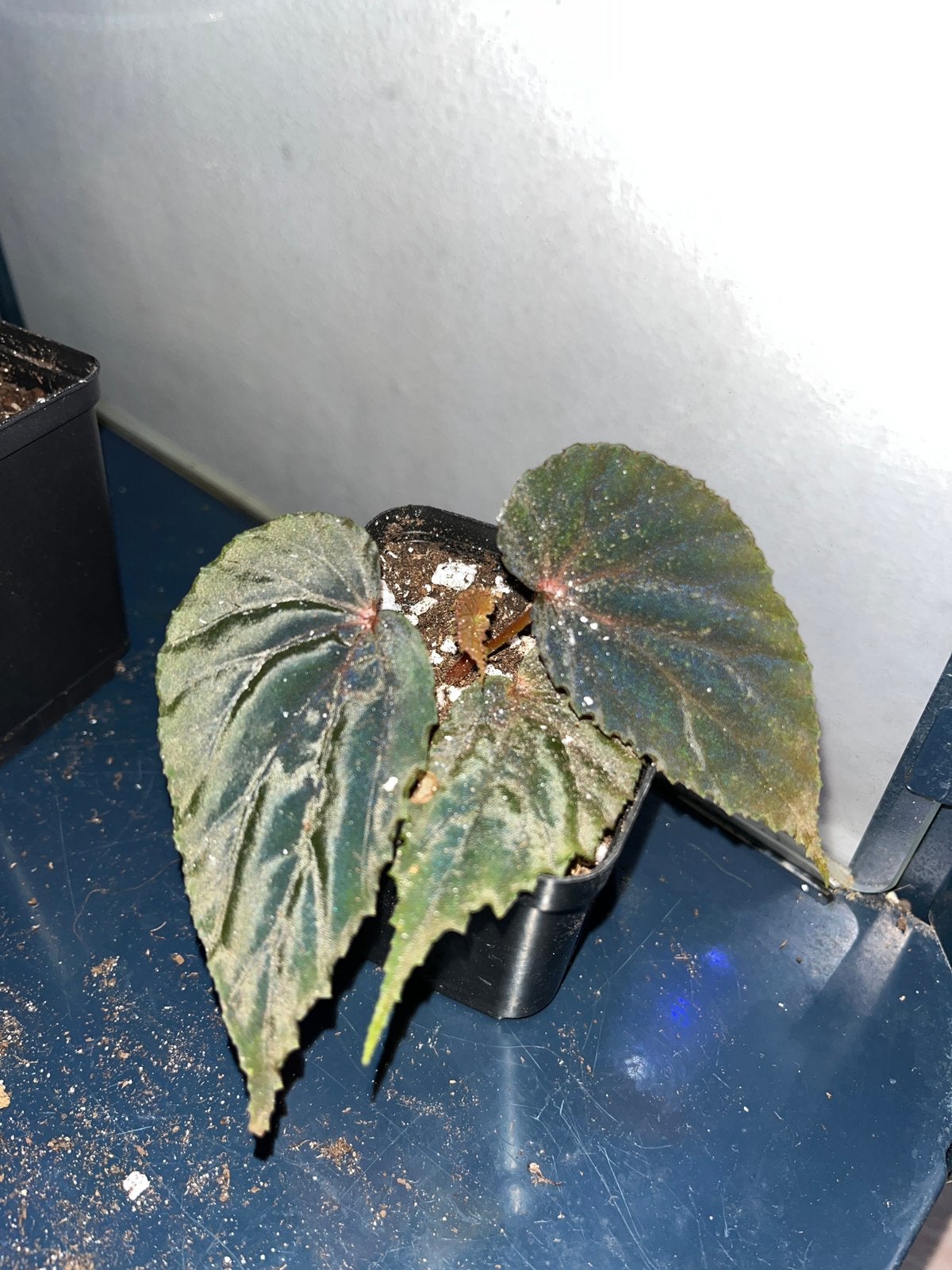Begonia SP, Overige soorten, In pot, Minder dan 100 cm, Bloeiende kamerplant