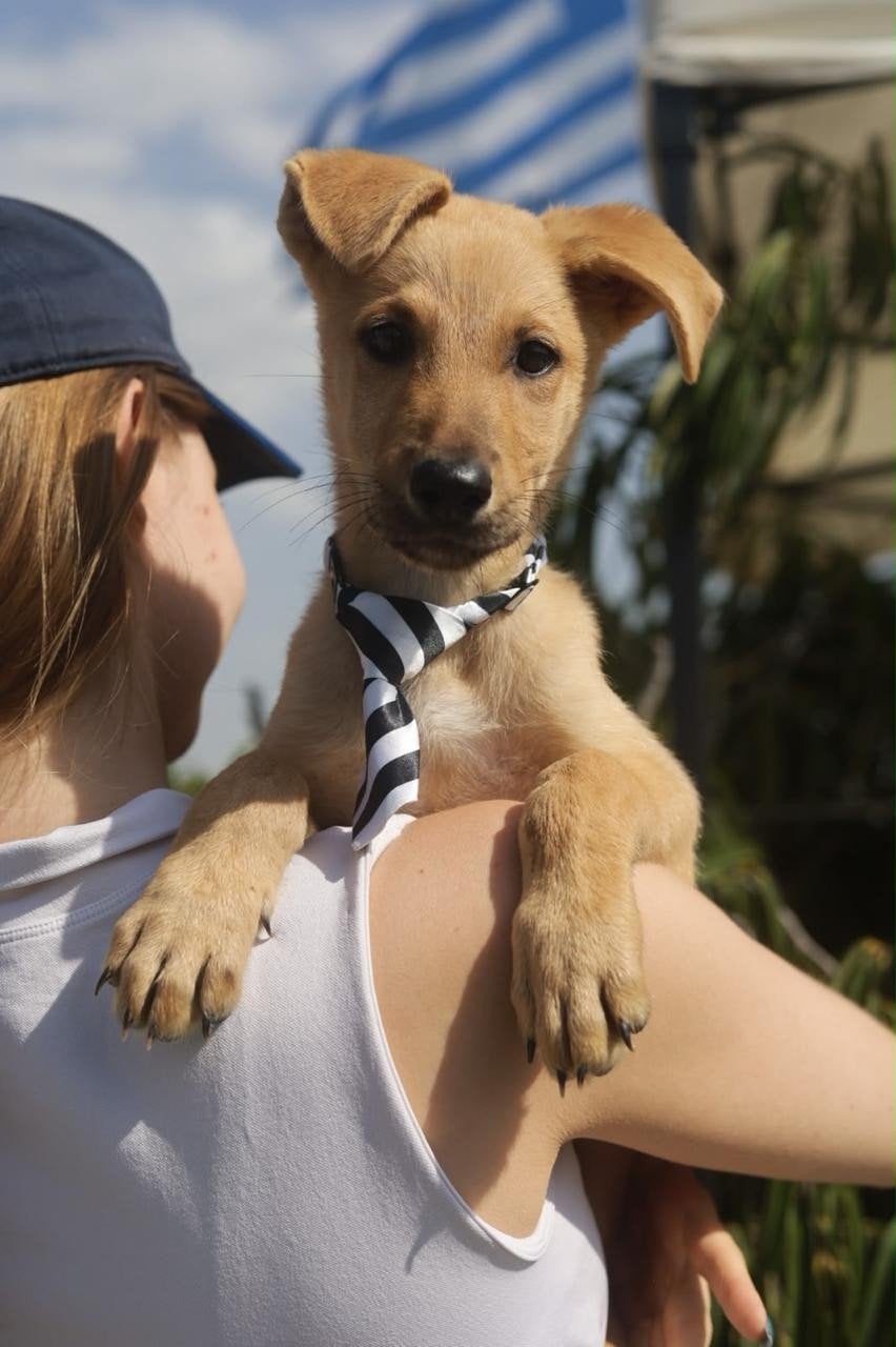Arom herder x verblijft in Cyprus, 15 weken tot 1 jaar, Buitenland, Eén hond, CDV (hondenziekte)