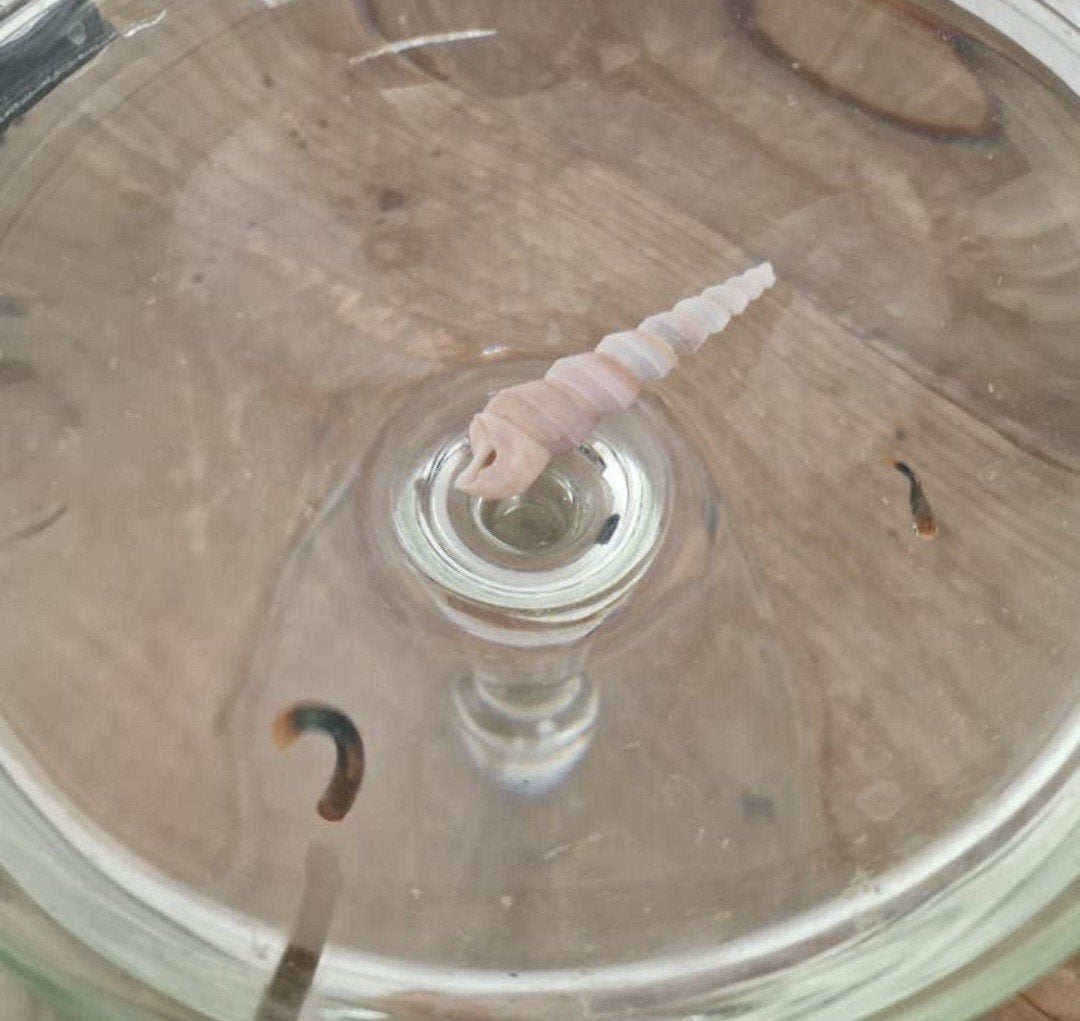 Gratis twee aquarium vissen, Ophalen of Verzenden