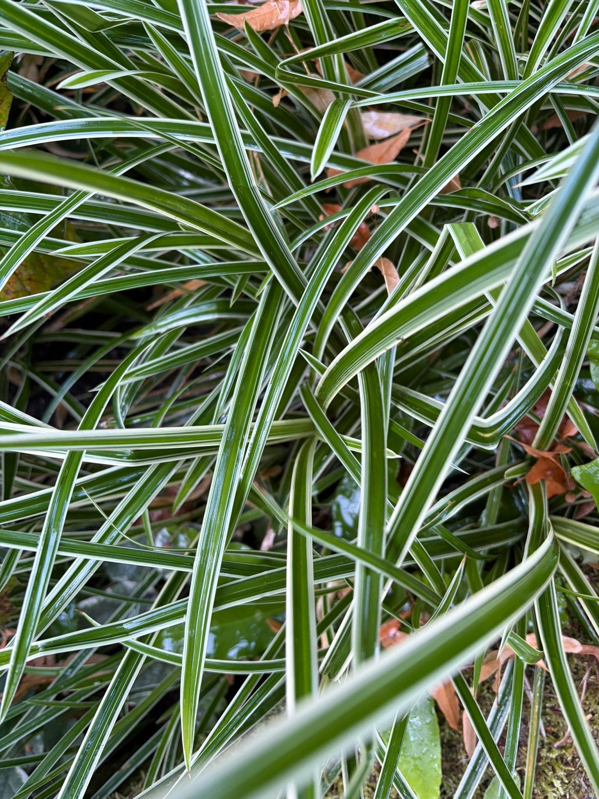 Carex morrowii 'Ice Dance' Japanse zegge, Carexgras, Ophalen, Siergrassen, Volle zon