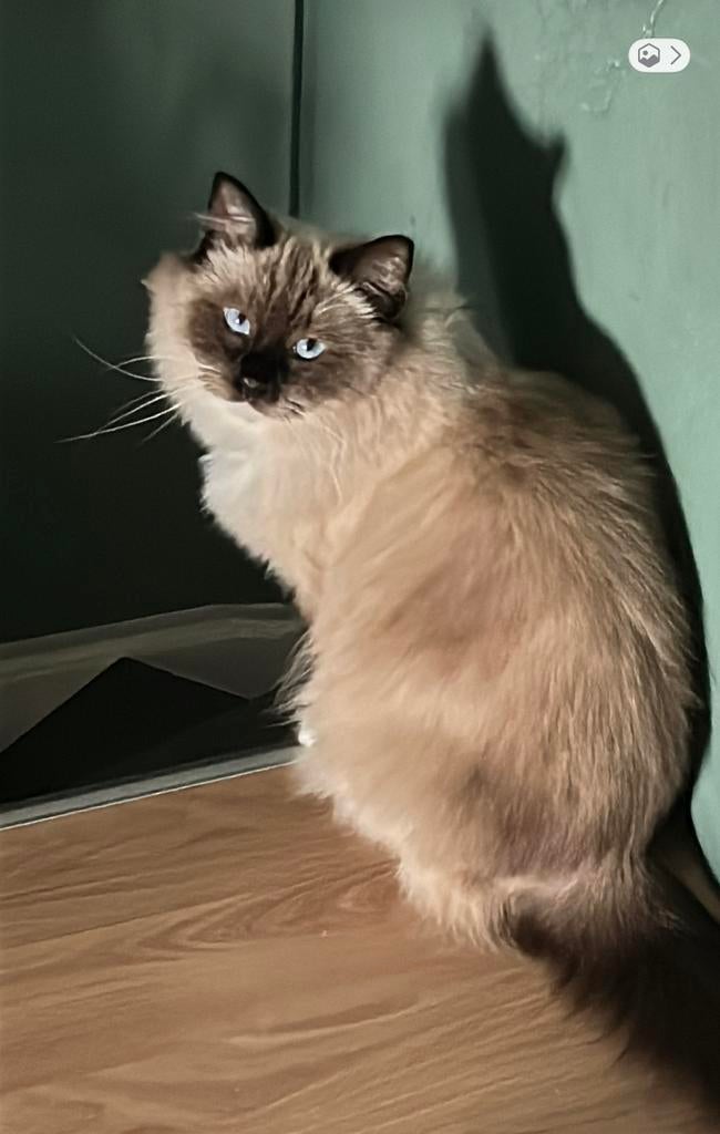 Ragdol poes te koop ivm allergie, Poes