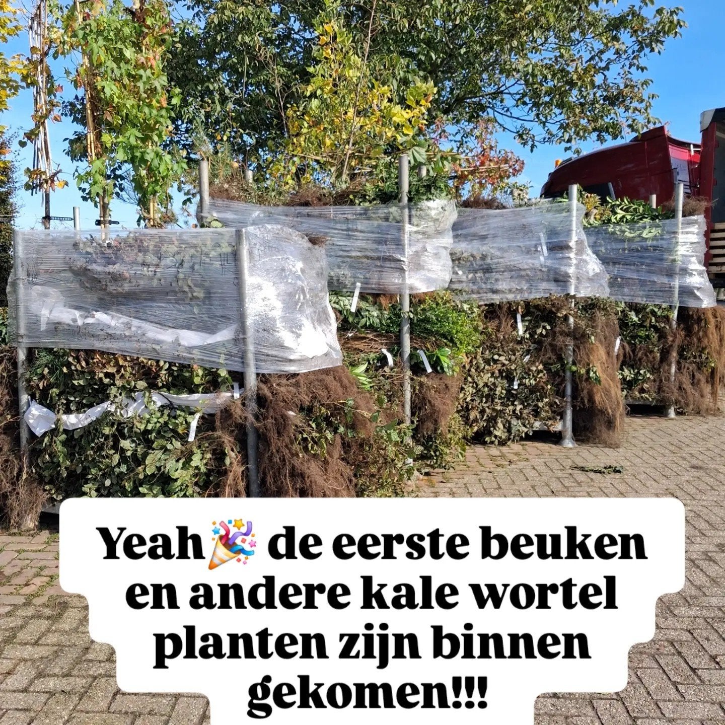 Kale wortel planten: beuken, liguster en meer!, Ophalen of Verzenden, Beukenhaag, Struik, 100 tot 250 cm