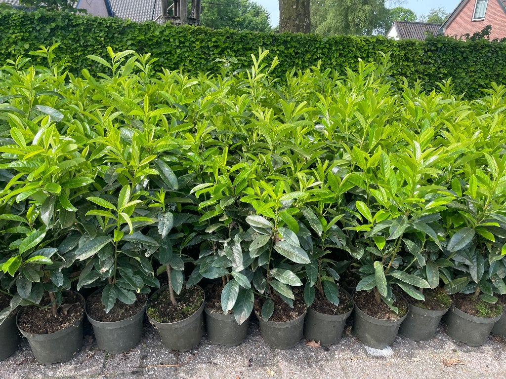 Laurier Genolia in 3 liter pot, smal groeiend soort 🪴, Ophalen, Laurier, 100 tot 250 cm
