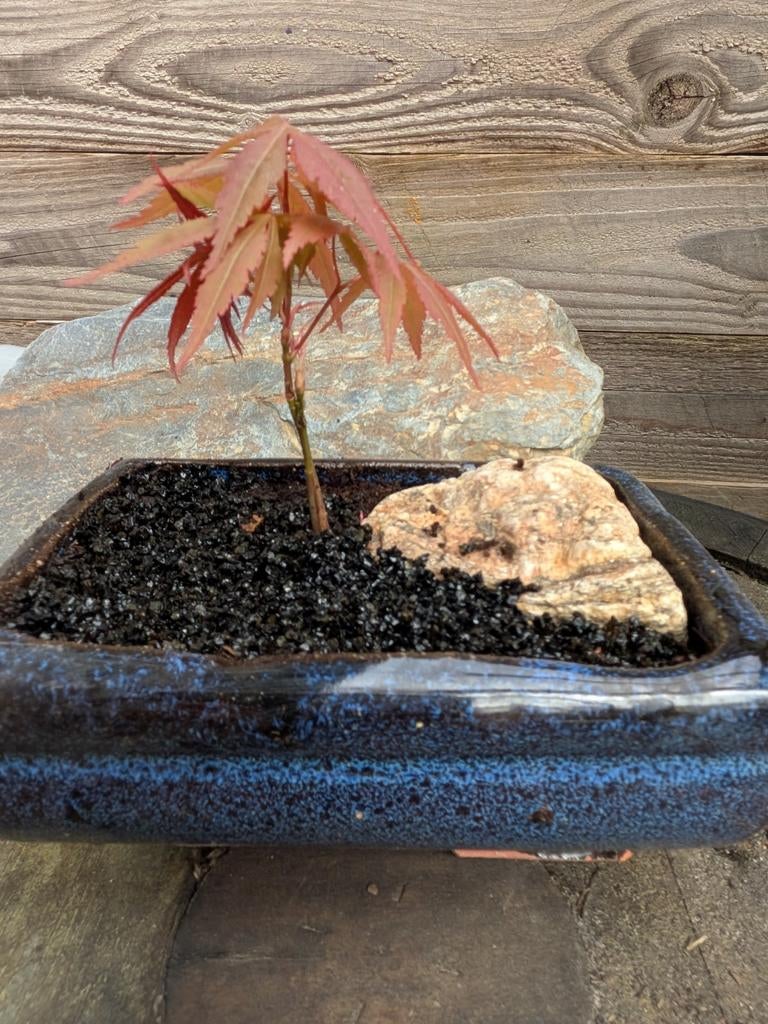 Esdoorn bonsai, 2 jaar oud., Ophalen, Overige soorten, Halfschaduw