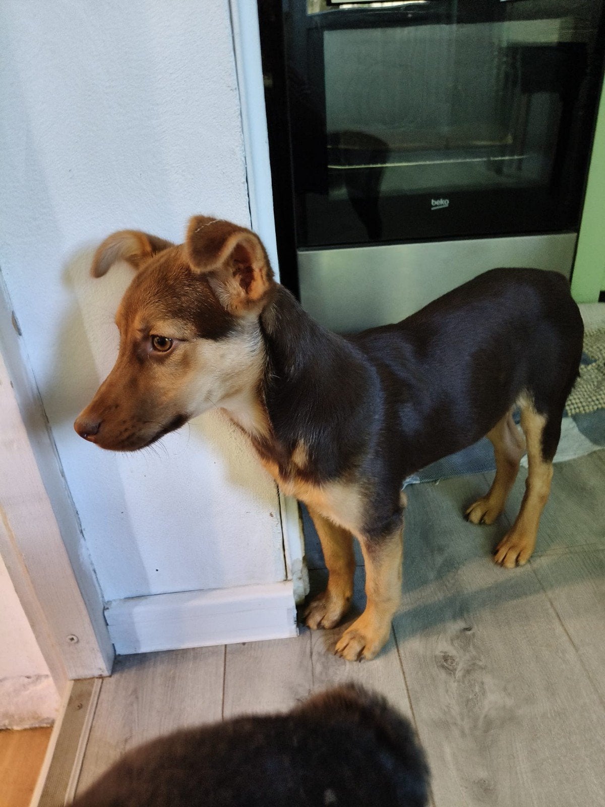 Pupje Choco zoekt baasje, Dieren en Toebehoren, Honden | Niet-rashonden, Particulier, 15 weken tot 1 jaar, Buitenland, Teef
