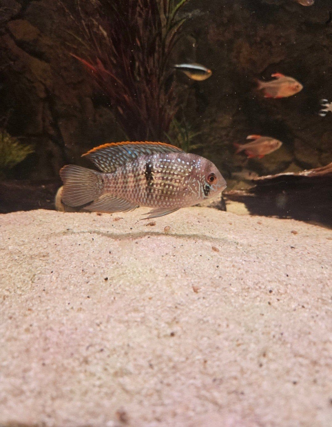 Te koop: 4x Blue Acara (Andinoacara pulcher), Vis, Zoetwatervis