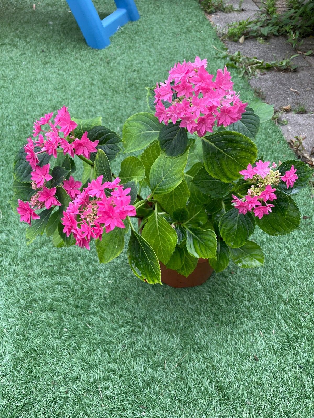 Hortensia Rood dubblebloemig, Ophalen, Halfschaduw