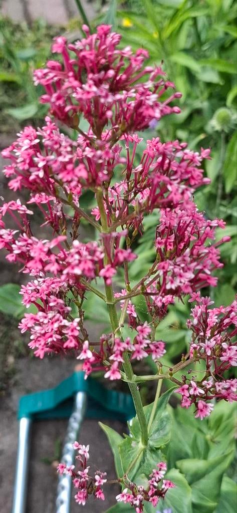 Spoorbloem rood, Ophalen of Verzenden, Voorjaar, Volle zon, Zaad