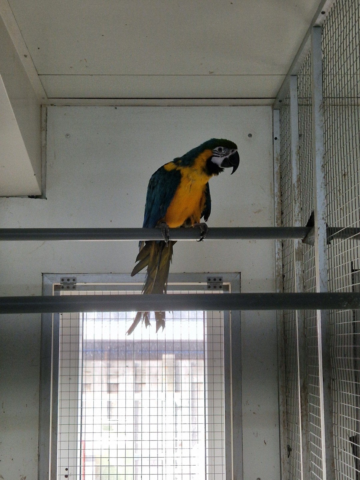 blauw gele ara pop, Dieren en Toebehoren, Vrouwelijk, Papegaai, Geringd