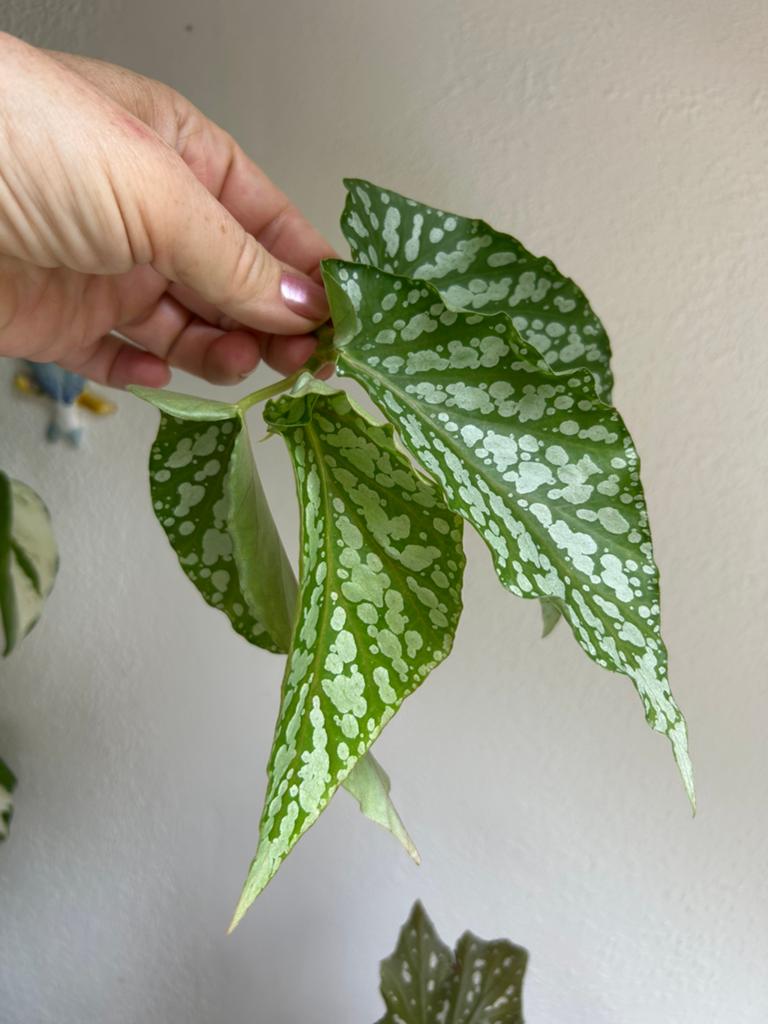 Begonia avalanche, verse en gewortelde stekken zie adv., Huis en Inrichting, Kamerplanten, Ophalen of Verzenden, Halfschaduw, Minder dan 100 cm