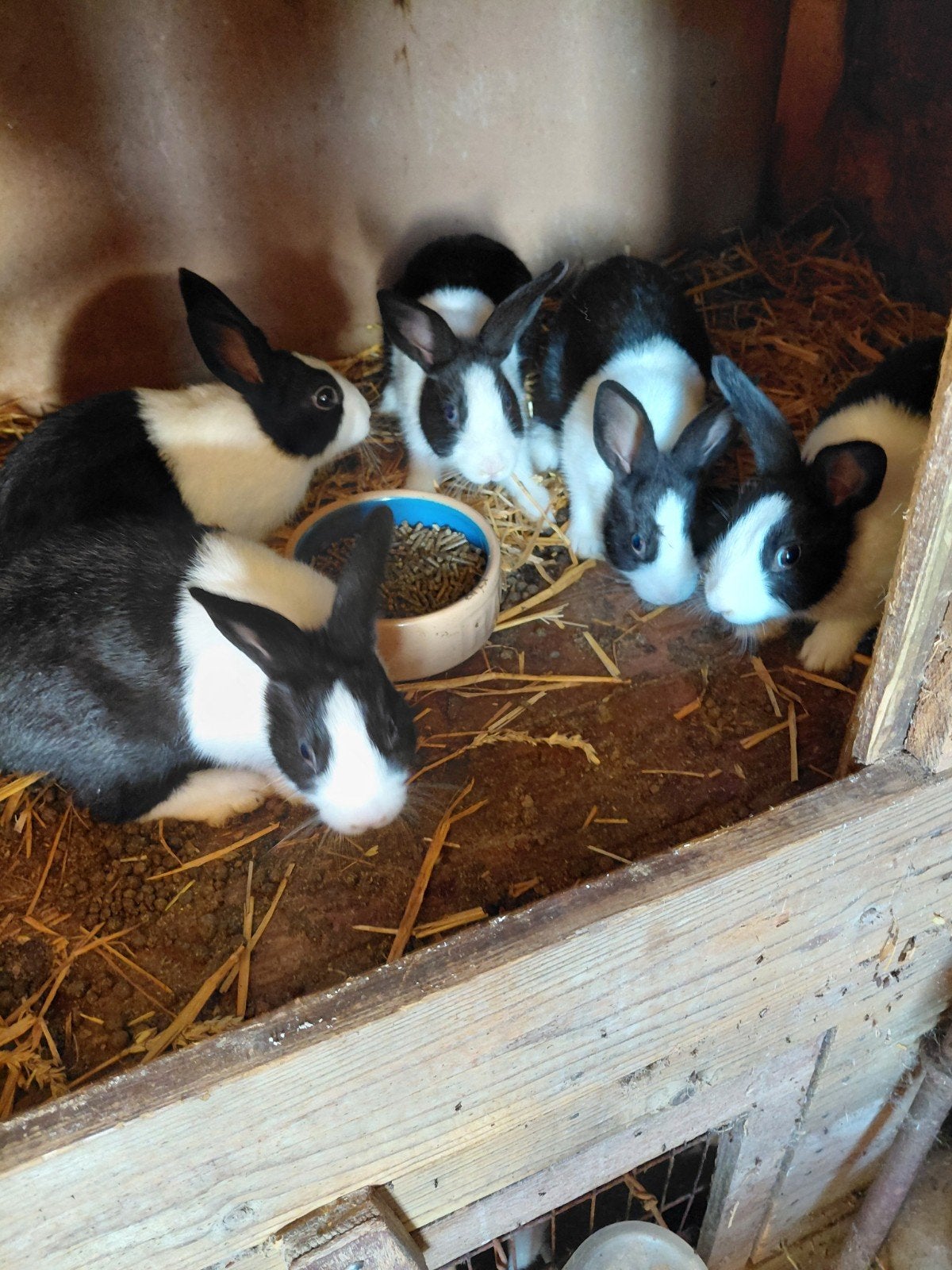 Jonge hollanders, Meerdere dieren, Dwerg
