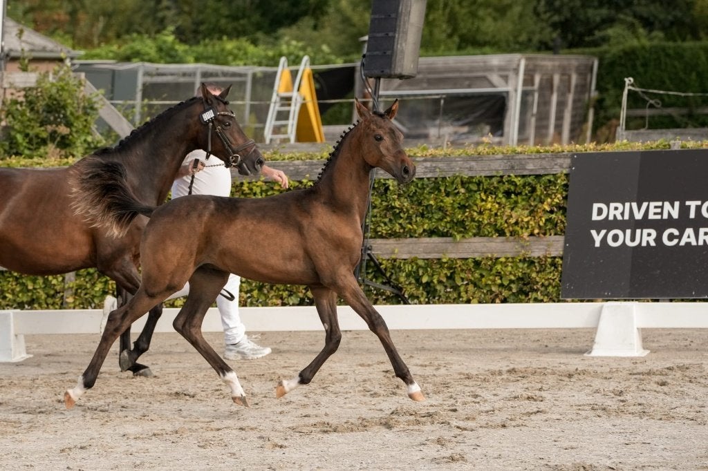 NWR- 1e premie welsh Hengstenveulen Fugelsangs Twister, Dieren en Toebehoren, Met stamboom, 0 tot 2 jaar, Hengst, Onbeleerd