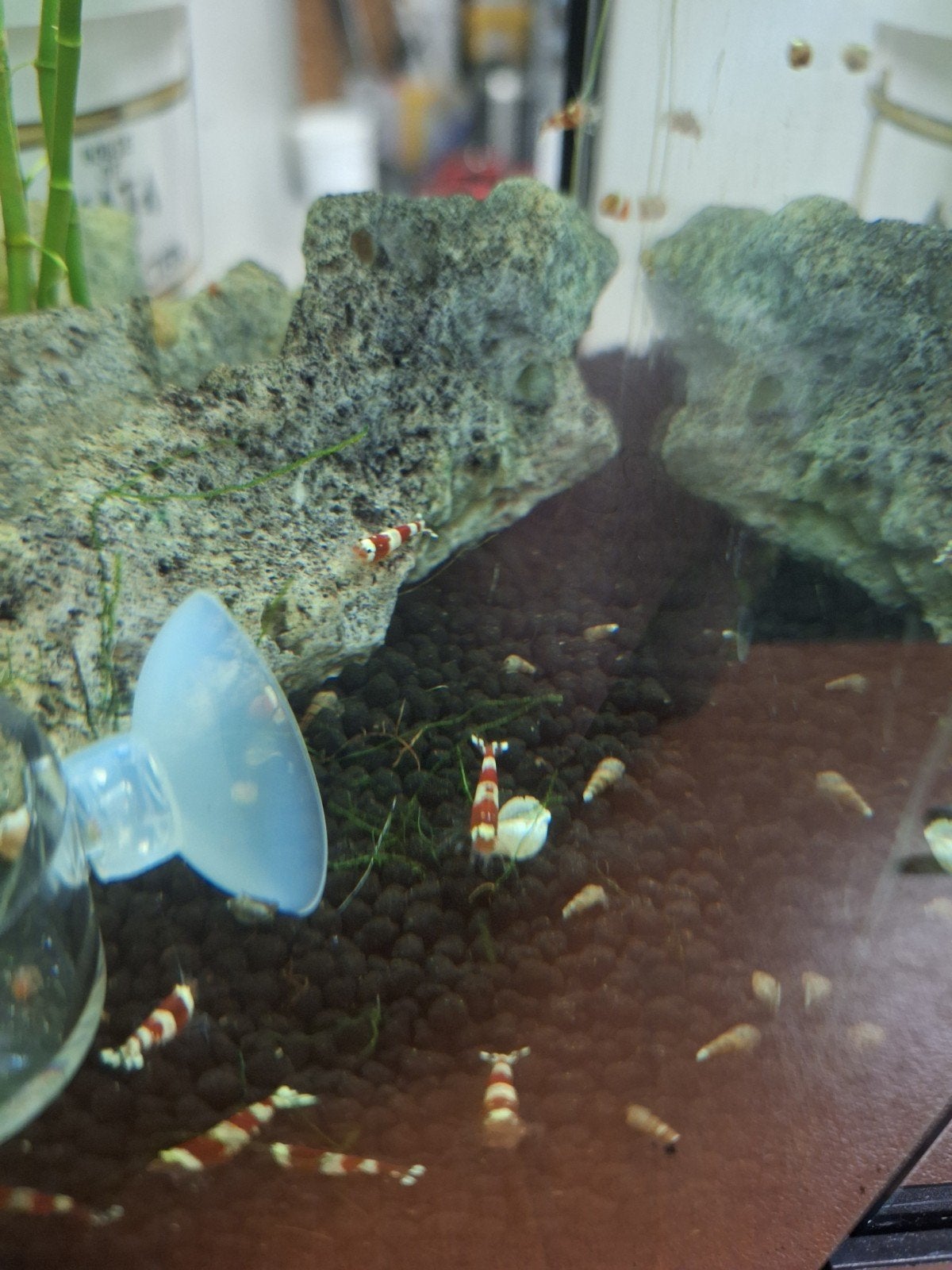 mooie chrystal red garnalen, Dieren en Toebehoren, Vissen | Aquariumvissen, Kreeft, Krab of Garnaal