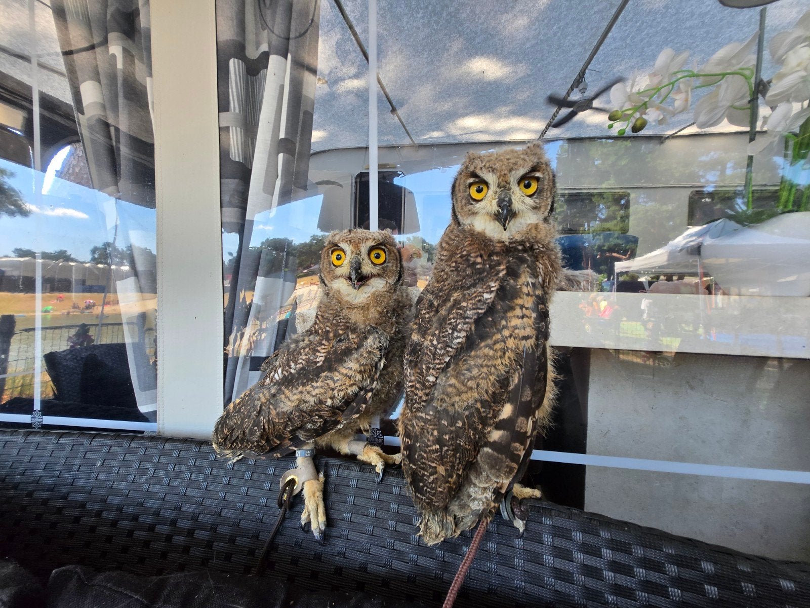Jonge Afrikaanse oehoes (Bubo africanus), Dieren en Toebehoren, Vogels | Overige Vogels, Mannelijk, Roofvogel, Geringd