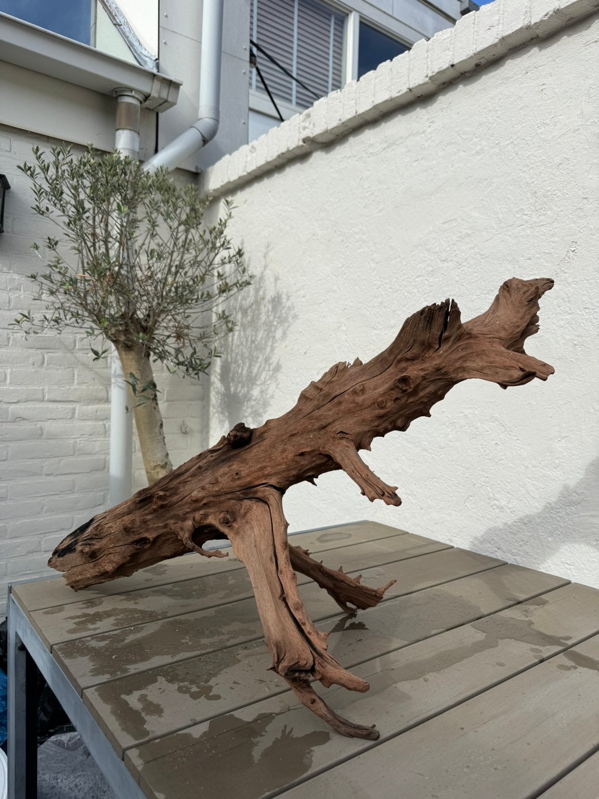 Grote stukken kienhout, Ophalen of Verzenden, Zo goed als nieuw, Plant(en), Steen of Hout