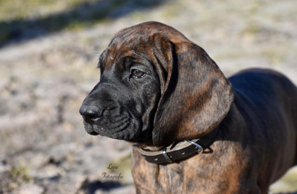 Puppy bayerische gebirgssweisshund, Dieren en Toebehoren, Honden | Teckels en Dashonden, Standaard, 8 tot 15 weken, Korthaar, Parvo