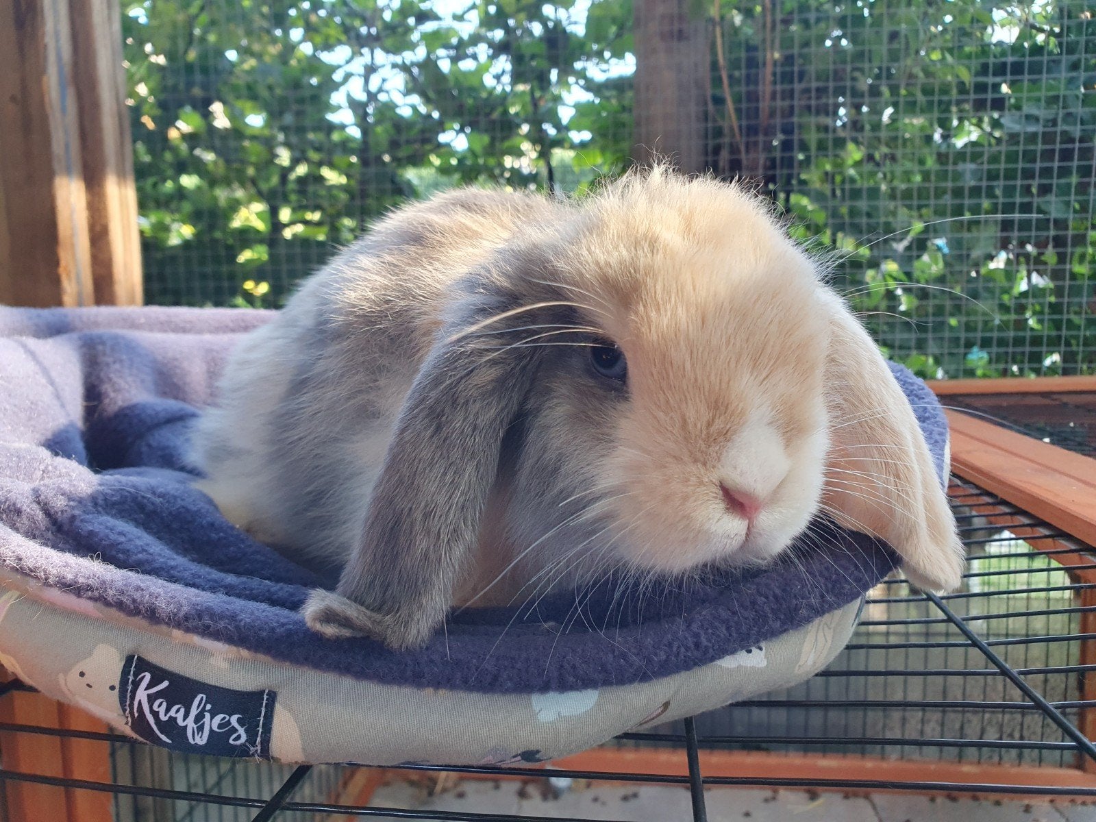 Minilop Dwerghangoor konijntje, Dieren en Toebehoren, Konijnen, Mannelijk, Dwerg