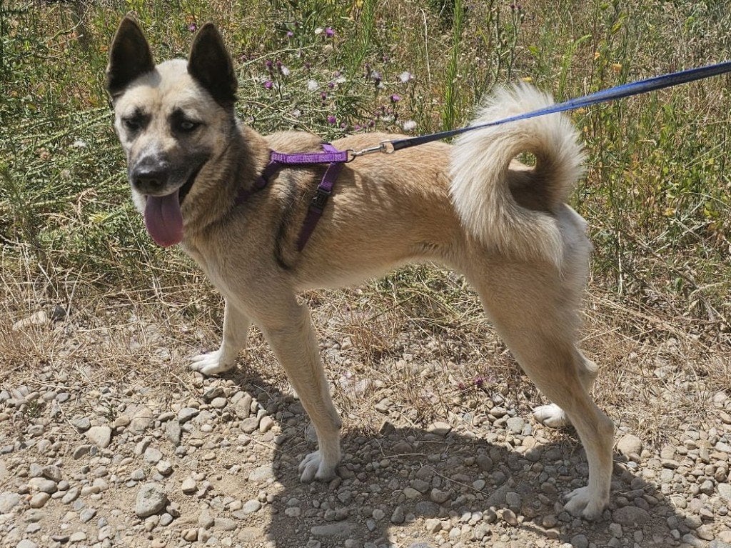 Astra is een lieve hond met prachtige blauwe ogen, Dieren en Toebehoren, Honden | Niet-rashonden, Particulier, 1 tot 2 jaar, Buitenland