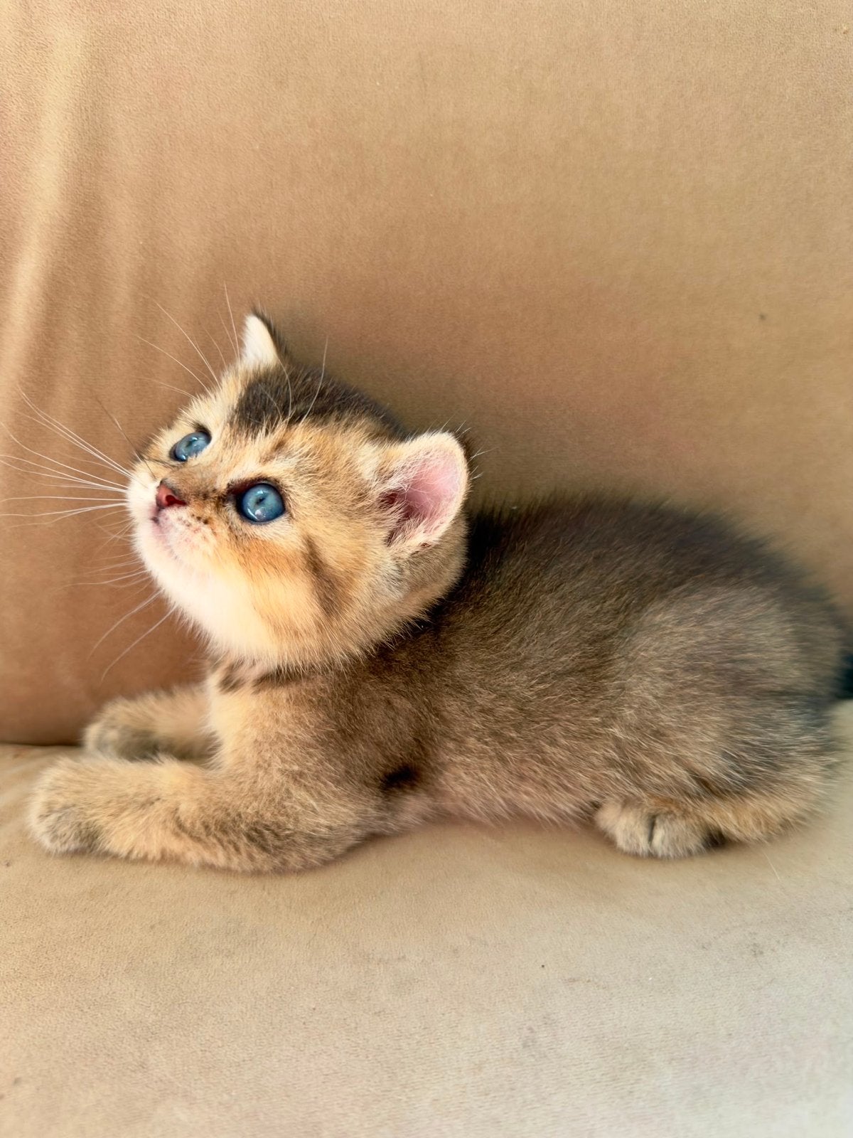 Laatste britse korthaar black golden shaded van het nestje, Dieren en Toebehoren, Katten en Kittens | Raskatten | Korthaar, Meerdere dieren