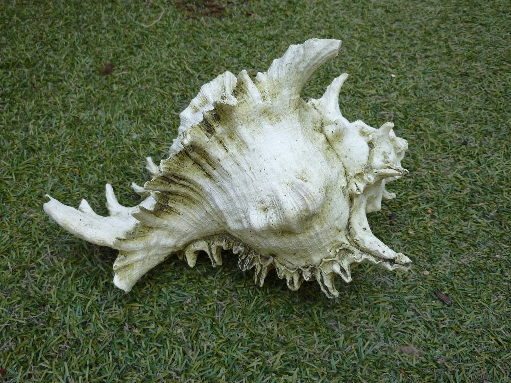 Murex schelp fossiel, Verzamelen, Ophalen of Verzenden, Fossiel