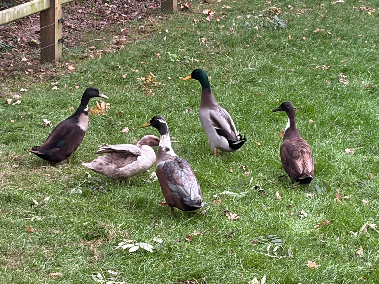 Gratis 5 loopeenden, Dieren en Toebehoren, Meerdere dieren, Eend
