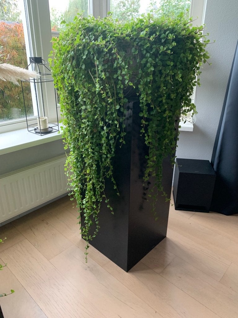 zuil pilaar plantenzuil, Ophalen, Gebruikt