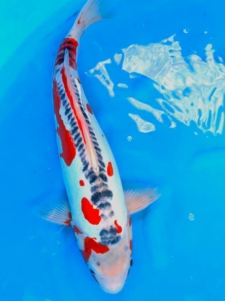 Hq Japankoi, Jumbo Nisai, enorme groeipotentie, Dieren en Toebehoren, Vissen | Vijvervissen, Karper of Koi