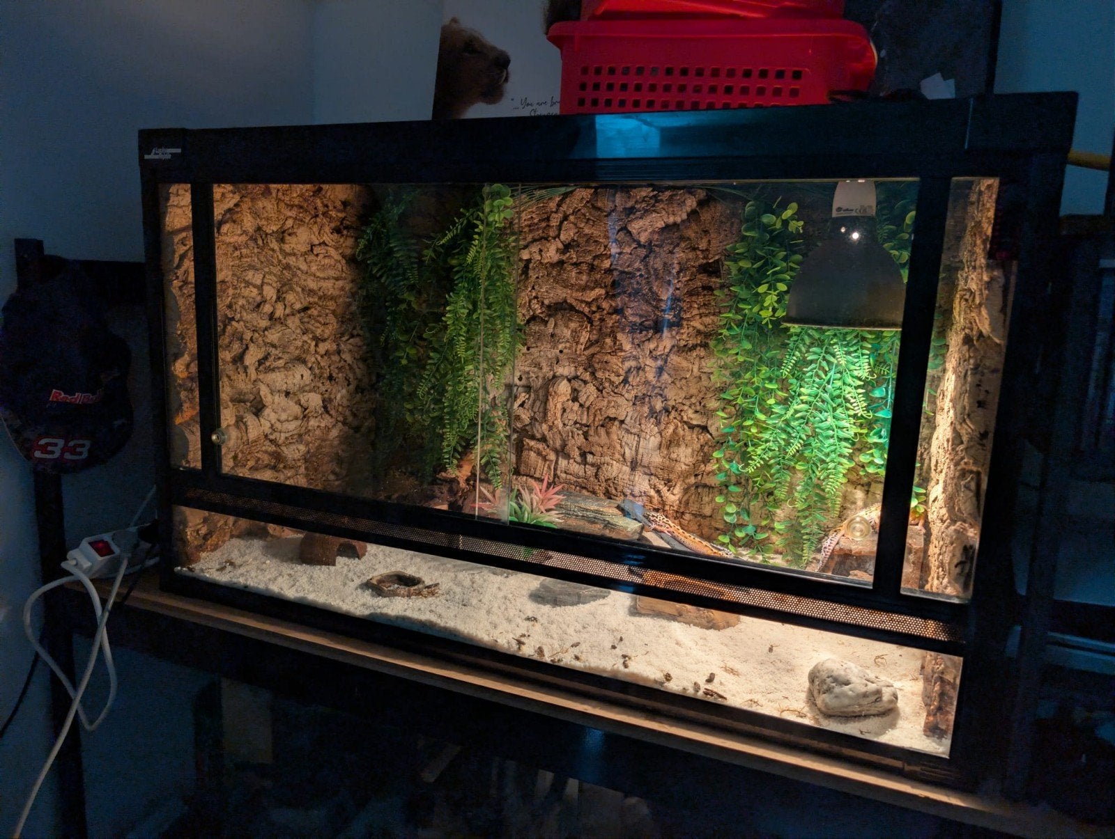 Compleet terrarium, Dieren en Toebehoren, Reptielen en Amfibieën, Hagedis
