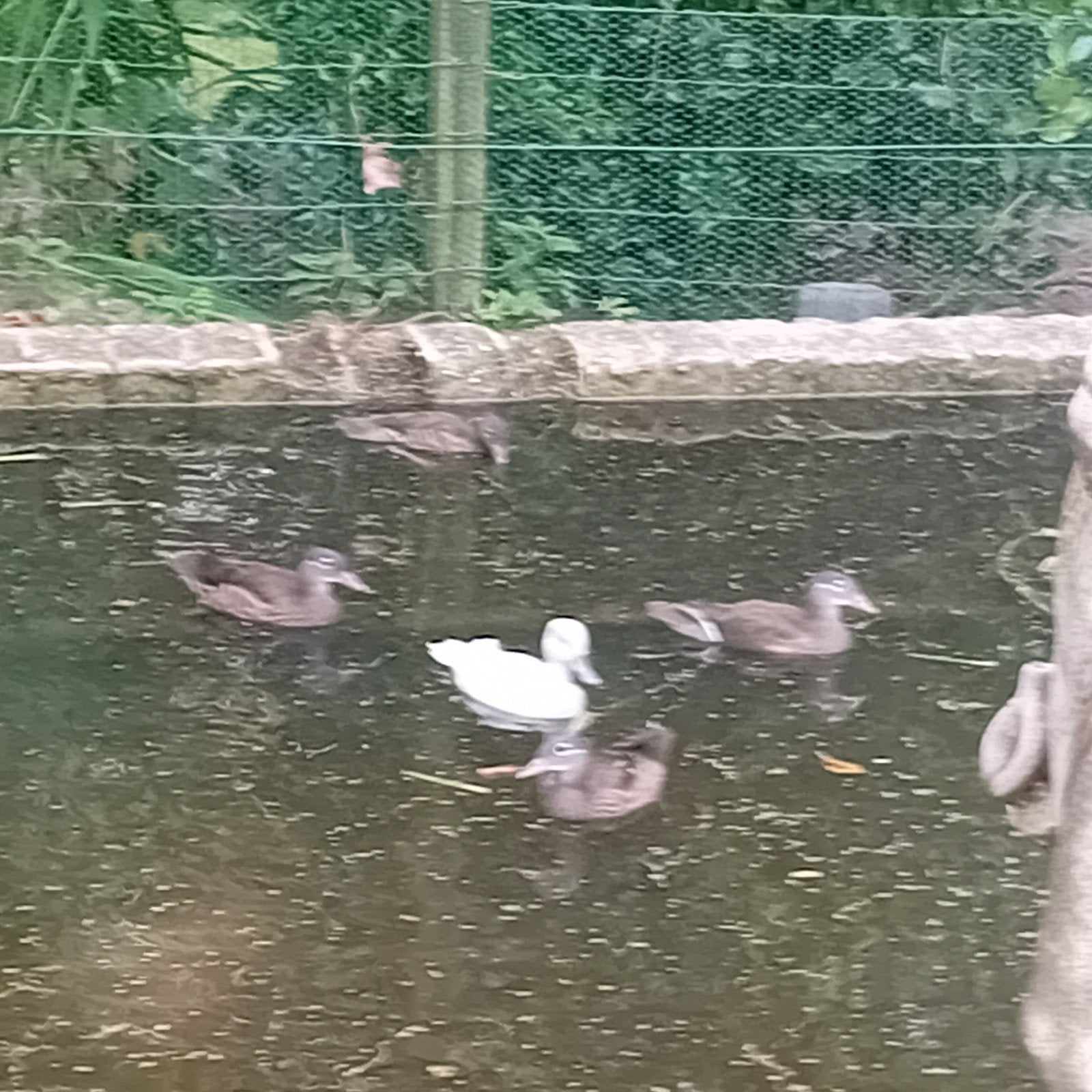 mandarijn eenden, Dieren en Toebehoren, Mannelijk, Eend