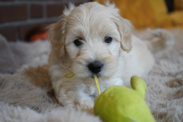 Leuke middelslag boomer pups., Dieren en Toebehoren, Nederland, Parvo, Overige rassen, 8 tot 15 weken