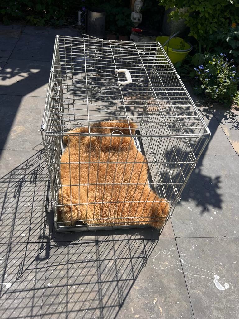 Hondenbench, Dieren en Toebehoren, Hondenhokken, Ophalen, Zo goed als nieuw, Minder dan 65 cm