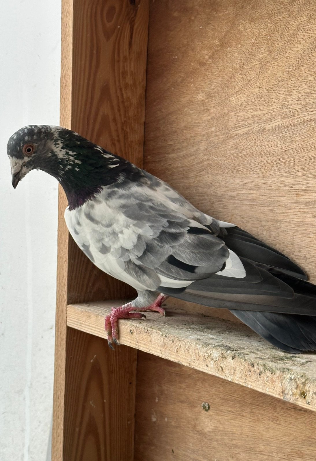 Pakistans hoogevliegers, Dieren en Toebehoren, Vogels | Duiven, Mannelijk