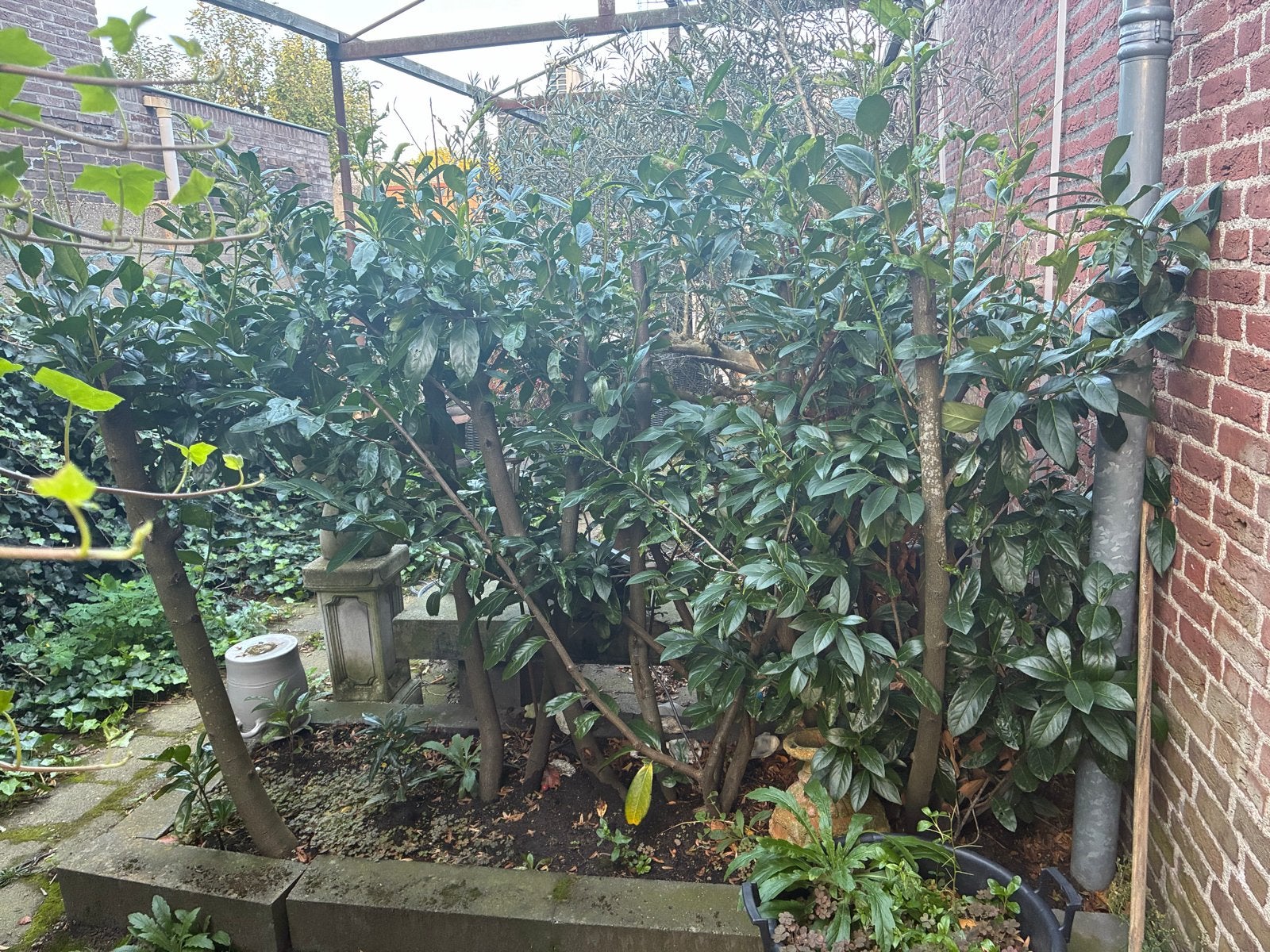 Laurierkers planten voor haag of solitaire aanplant, Vaste plant, Halfschaduw, Lente, Ophalen