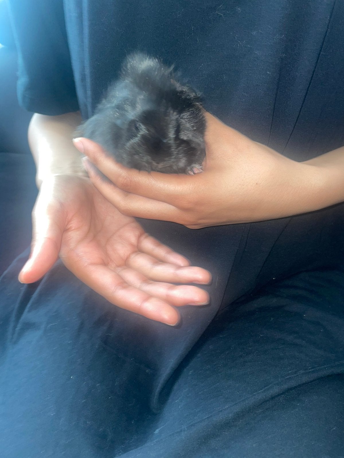 Baby cavias, Dieren en Toebehoren, Knaagdieren, Cavia, Juni, Meerdere dieren, Tam