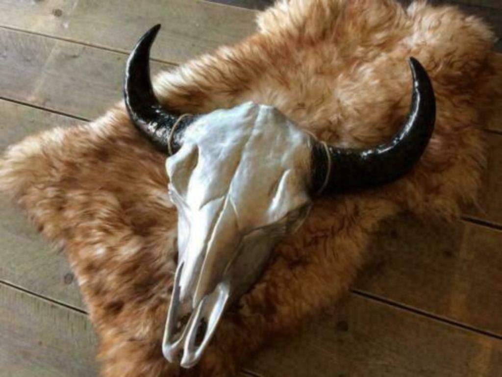 Foto 10 van Buffelschedels , Skulls , Longhorn , hoorns , bison schedels