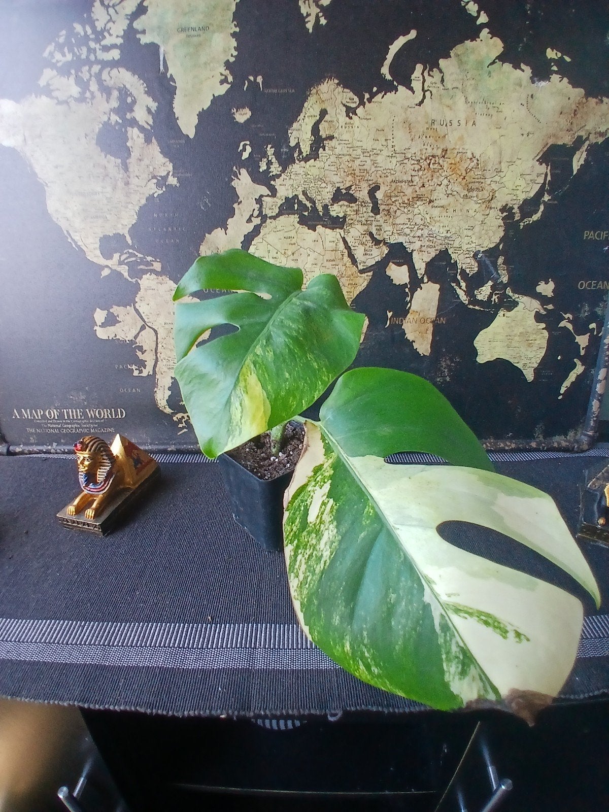 Monstera Albo Yellow Variegata, Overige soorten, Vaste plant, Ophalen of Verzenden, Bloeit niet