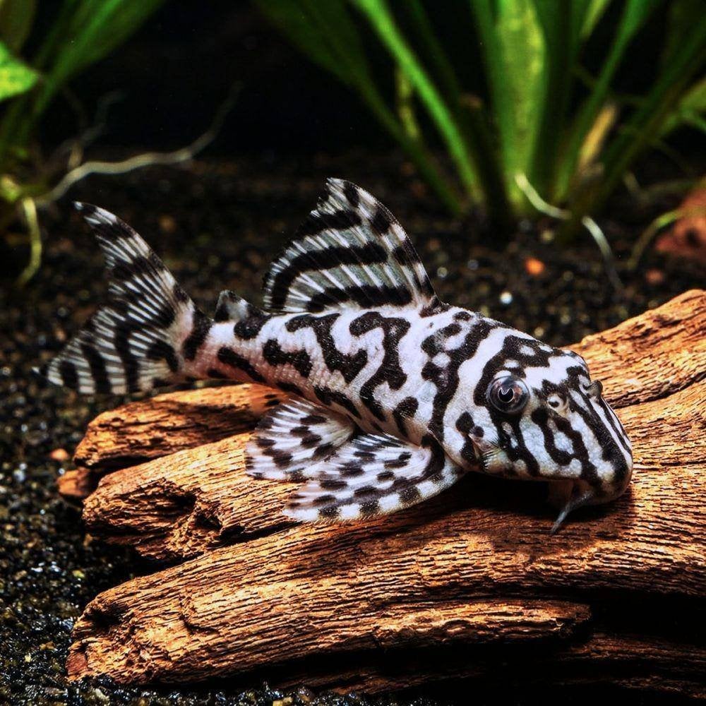 Pleco L236 – Hypancistrus sp., Vis, Zoetwatervis