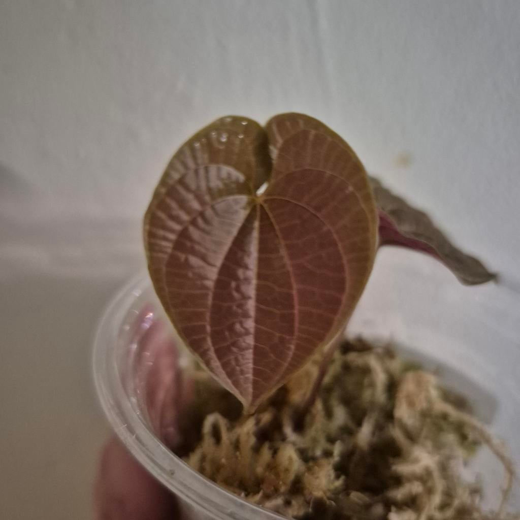 Dioscorea discolor, Huis en Inrichting, Kamerplanten, Verzenden, Halfschaduw, Minder dan 100 cm