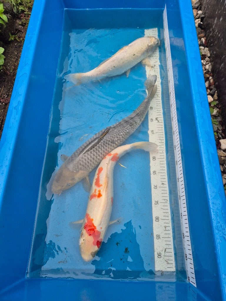 Koi's te koop!, Dieren en Toebehoren, Karper of Koi