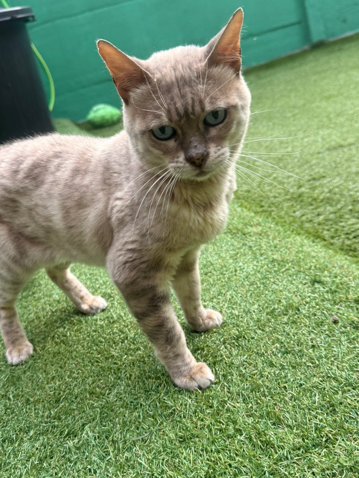 Bengaalse Kat, Poes, Gechipt