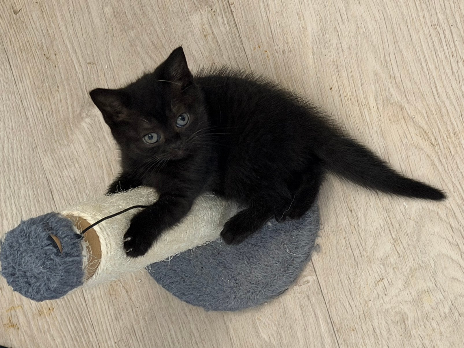 Britse korthaar kittens, Meerdere dieren, Ontwormd, 0 tot 2 jaar