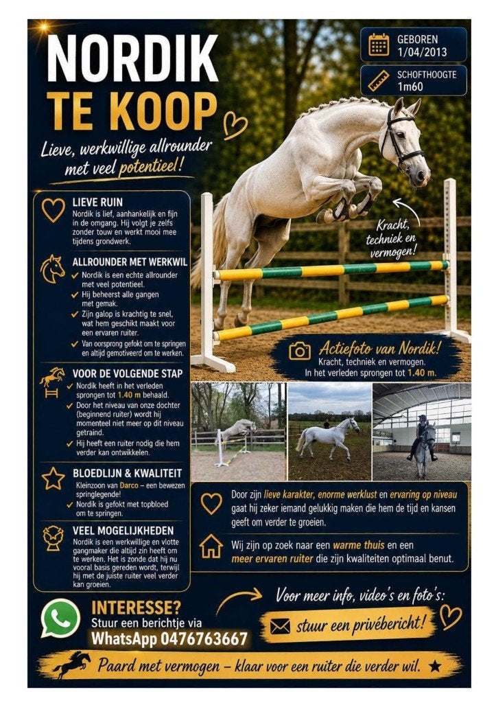 Springpony/paard, Dieren en Toebehoren, Pony's, E pony (1.48m - 1.57m), Met stamboom, Ruin, Springpony