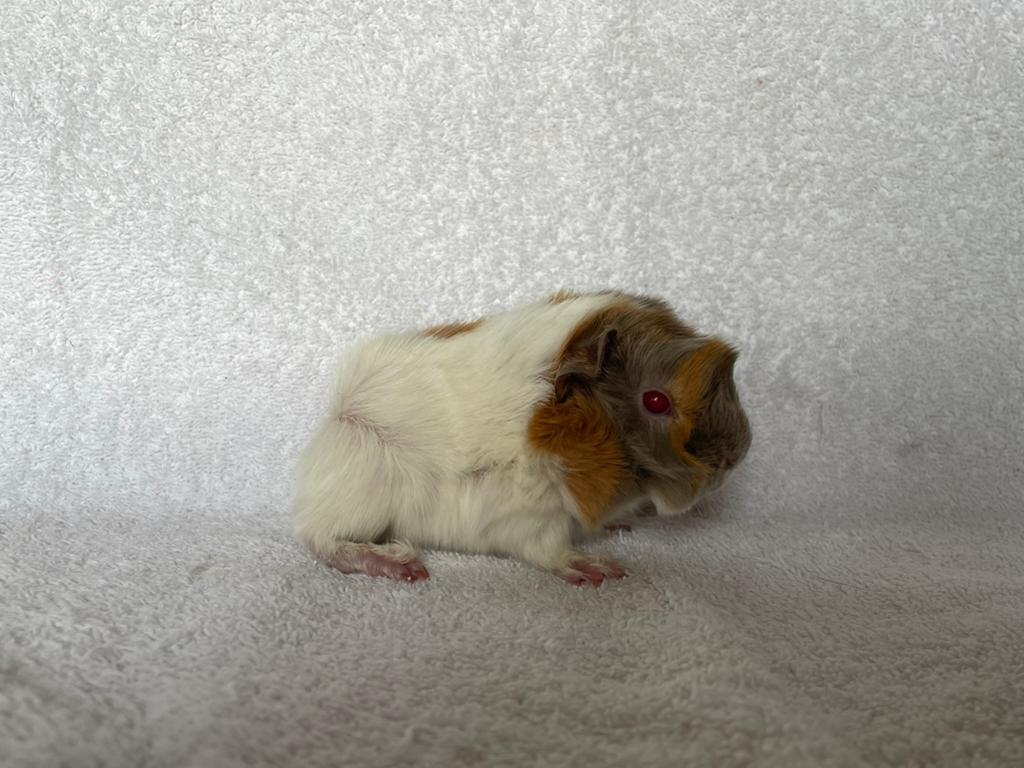 Lilac-saffraan-wit peruvian AD cavia beertje, April, Mannelijk, Cavia