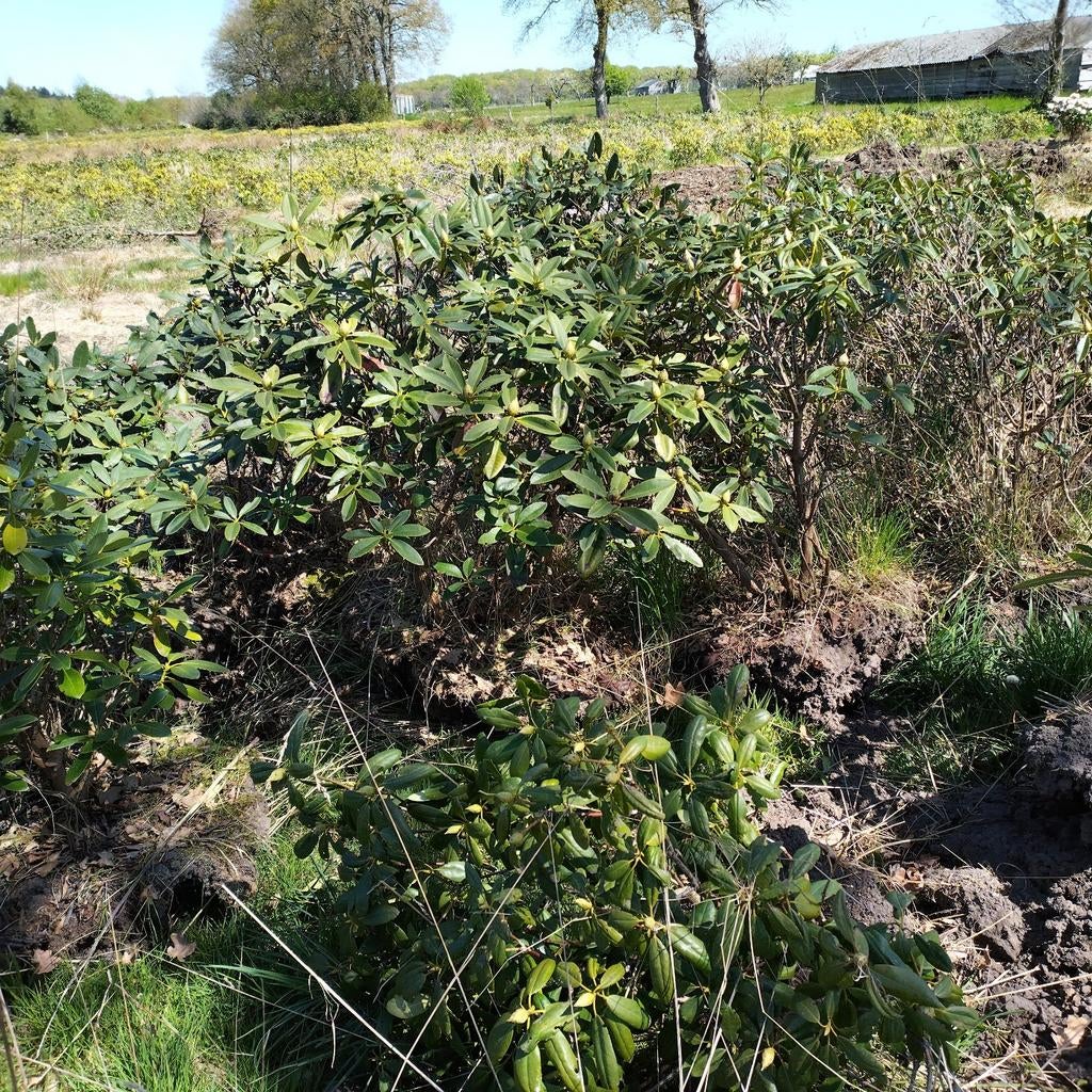 Rhododendron 100 cm hoog - Paars & Wit - Perceelopruiming, Ophalen, Overige soorten