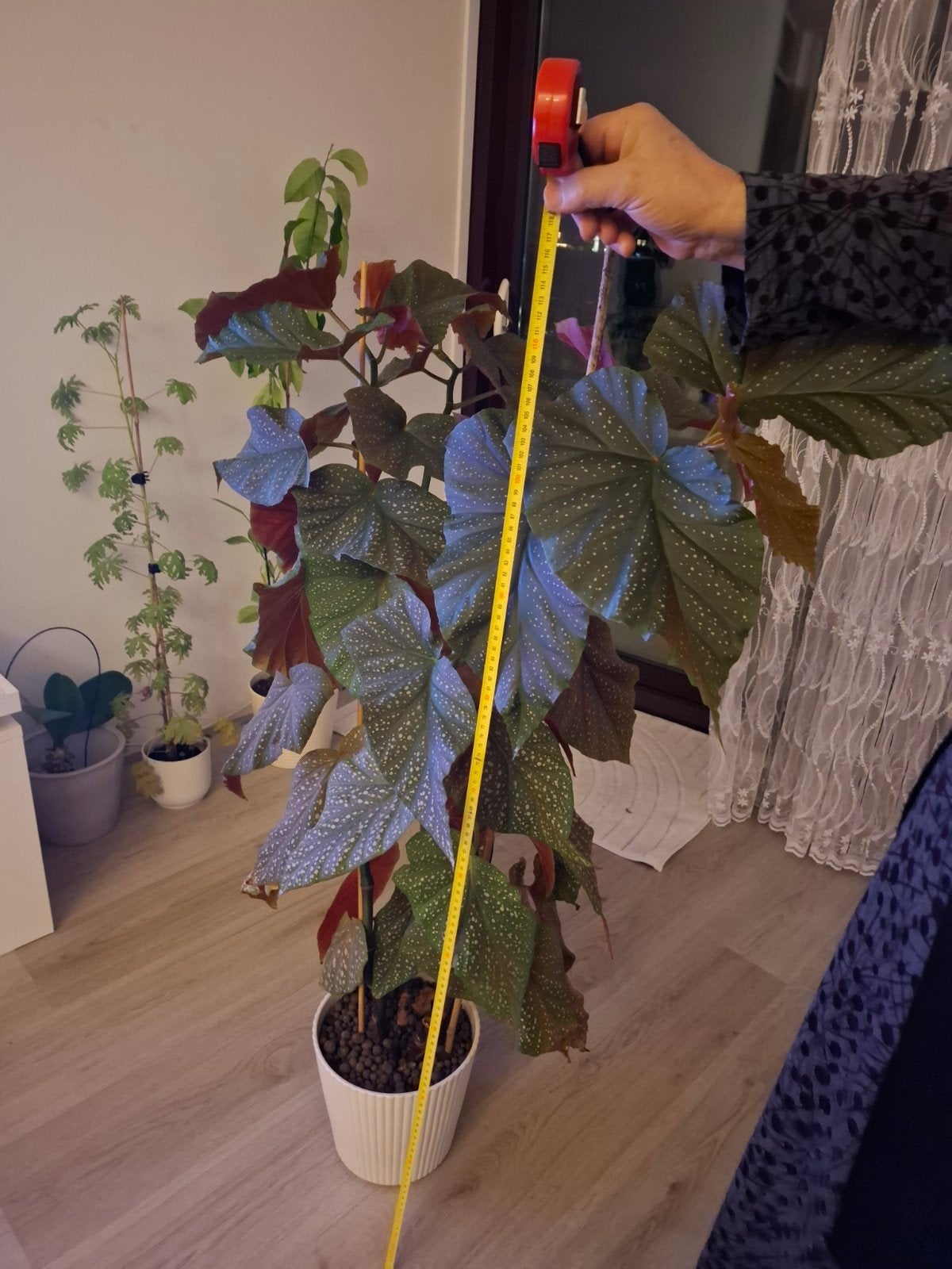 Grote Begonia excl. pot - 117 cm hoog, Ophalen, 100 tot 150 cm, Overige soorten, Halfschaduw
