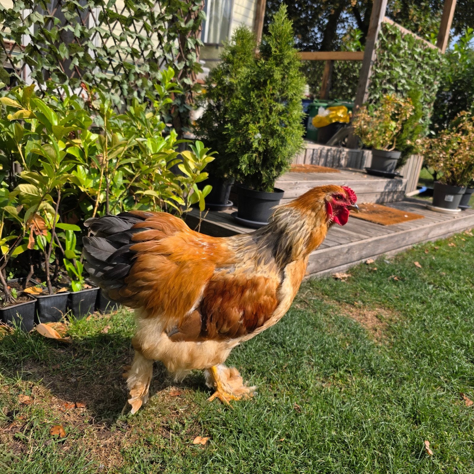 Brahma haan, Dieren en Toebehoren, Mannelijk, Kip