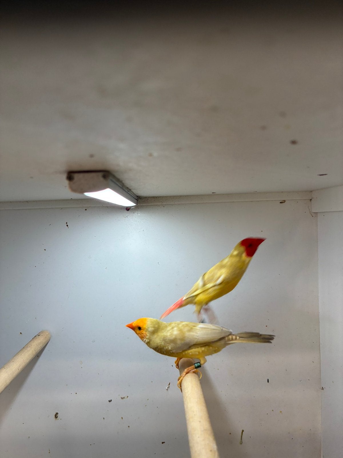 binsastrilde mooie koppels, Meerdere dieren